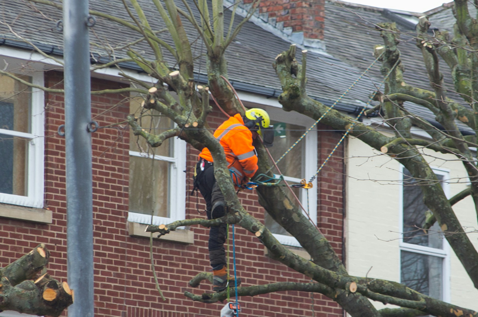 Tree_trimming